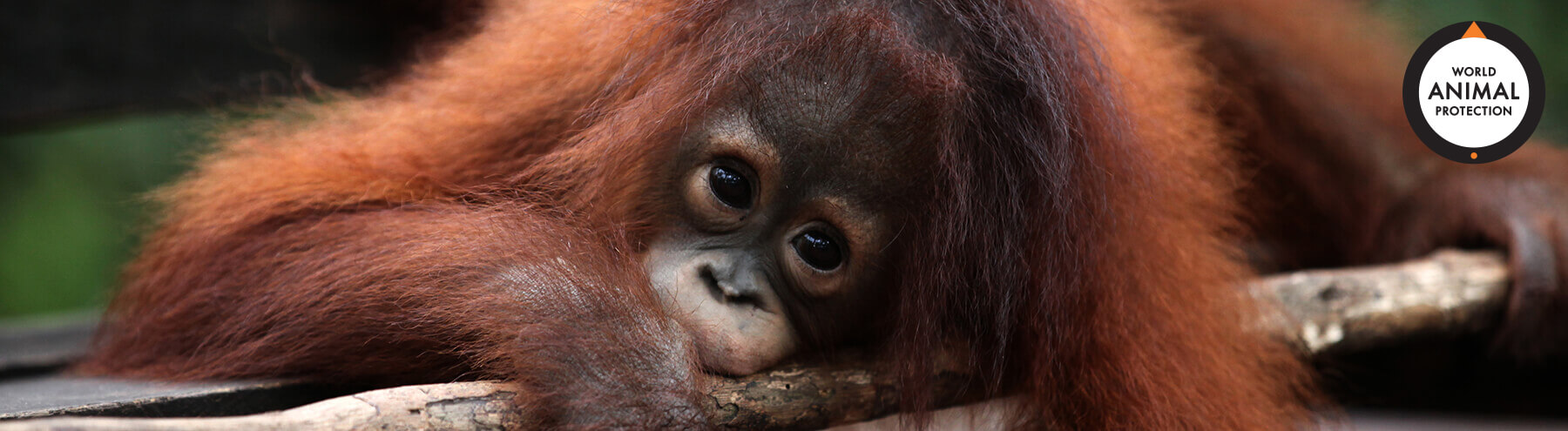 1016798_Unsubscribe Page Banner_Orangutan Logo V1 (AUS).jpg